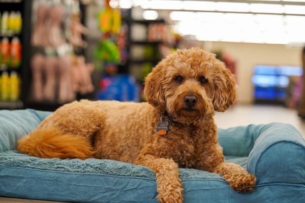 furry brown dog on couch